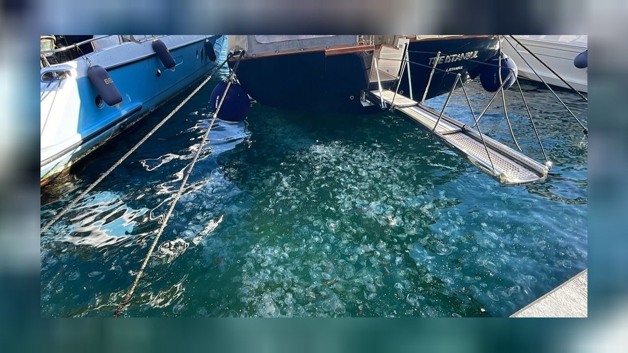 Binlerce denizanası İstanbul kıyılarına vurdu! 