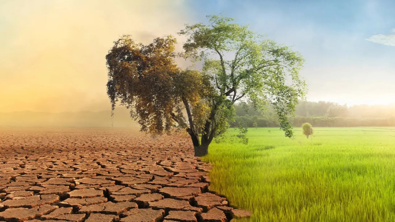 İklim değişikliği ağaçların 'nefes almasını' zorlaştırıyor!