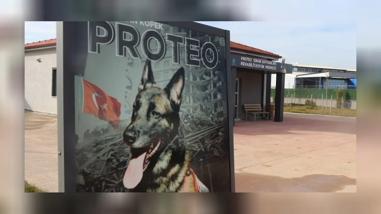 Kahraman köpek Proteo'nun merkezinde 2000 sahipsiz hayvan iyileştirildi! 