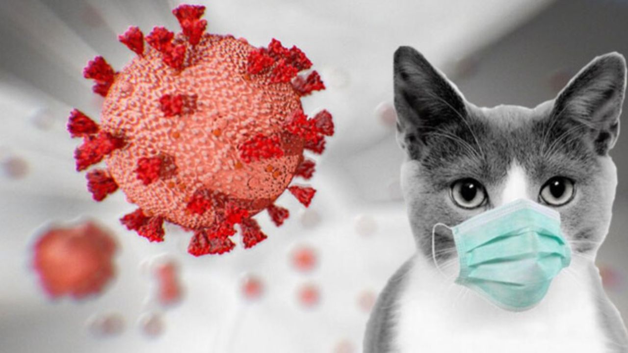 Kedisi olanlar endişeli! Yeni veba şimdi de evcil bir kediden bulaştı