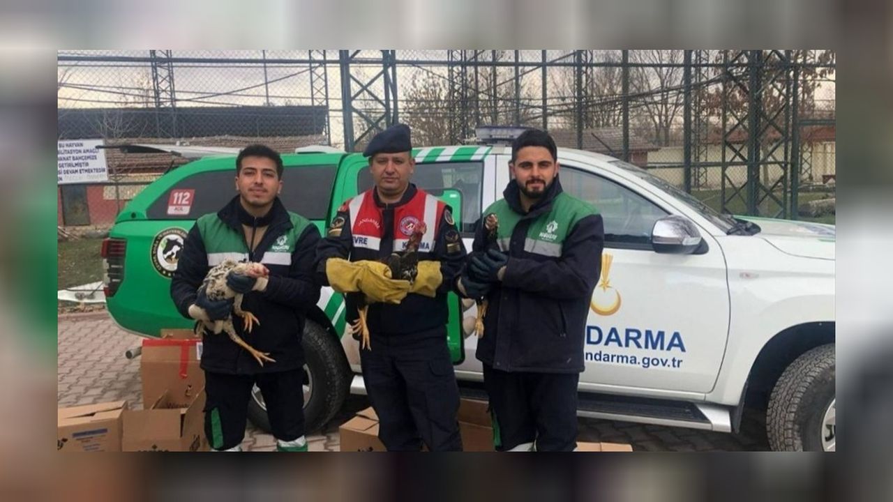 Konya'da horoz dövüştürdüğü tespit edilen zanlıya yüklü para cezası! 