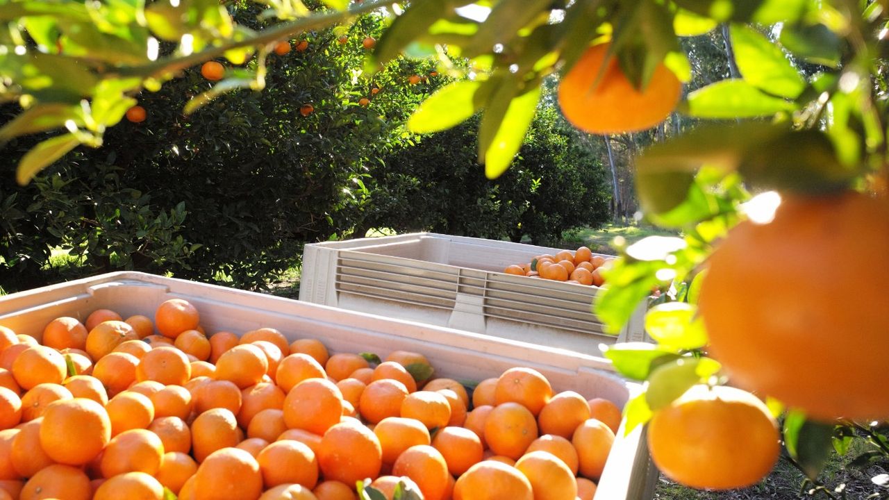 Narenciye ihracatı 2023 yılında 1 milyar dolar bandını aştı! 