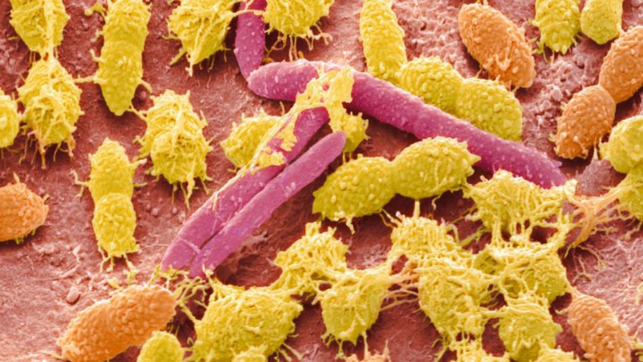 Sindirim sisteminde daha önce varlığı bilinmeyen yeni bir yaşam formu keşfedildi! 