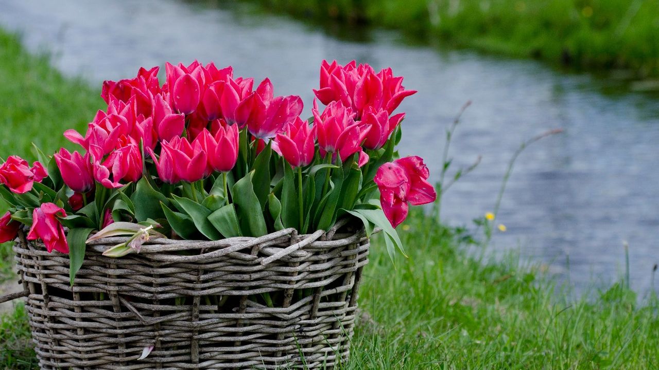 Tam 2.5 milyon lale soğanı ekildi! İstanbul bu bahar da rengarenk olacak