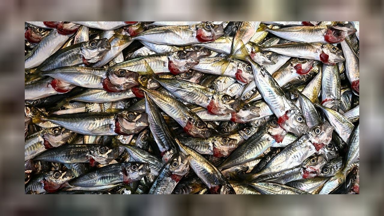 Tezgahlar istavrit dolunca 3 kilo fiyatı 100 liraya düştü!