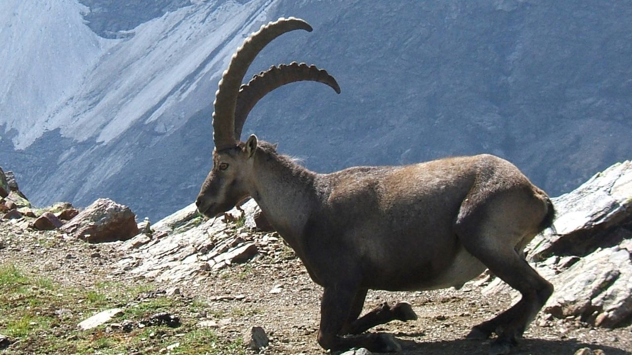 Yaban keçisi avlayan şahsa 311 bin TL ceza kesildi! 