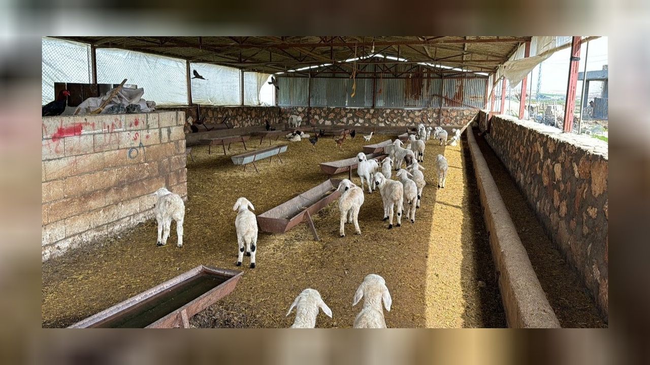 Ağıla giren kurt 2 koyunu telef etti! 