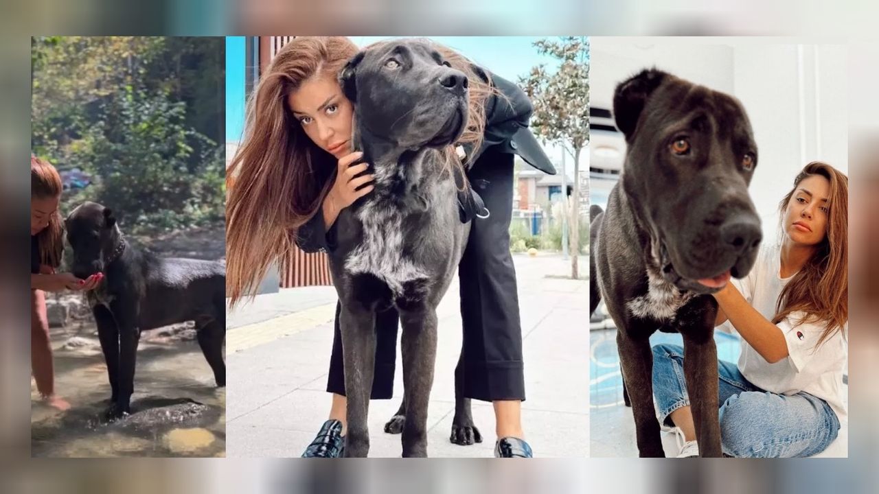 Banu Parlak’ın tasma ve ağırlıksız köpeği başka bir köpeği öldürdü