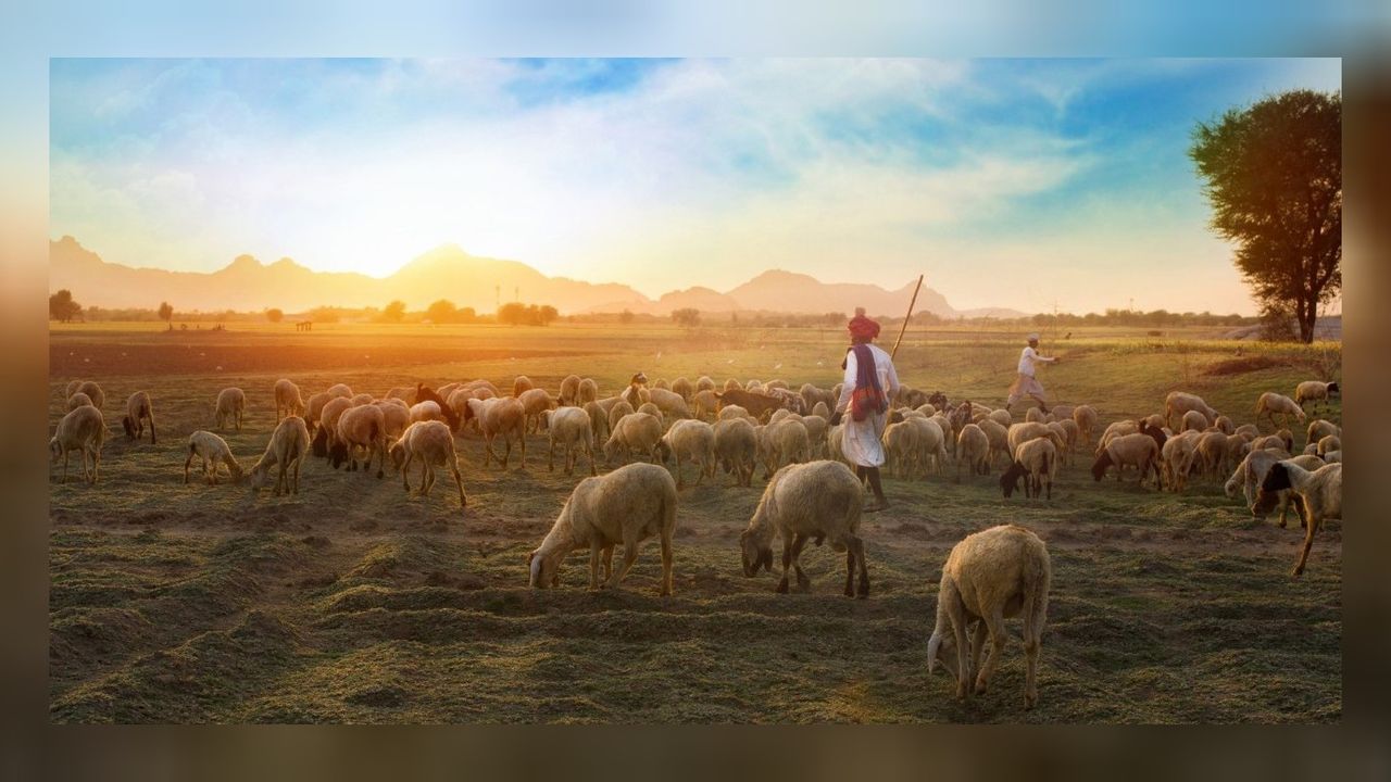 Çoban ve çiftçiler otlak sorunu yüzünden çatıştı: 42 ölü var! 