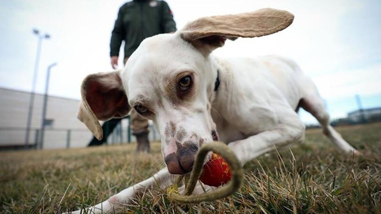 Osmaniye'de dedektör köpekle zehir operasyonu: Şehirlerarası yola çıkmadan yakalandı! 
