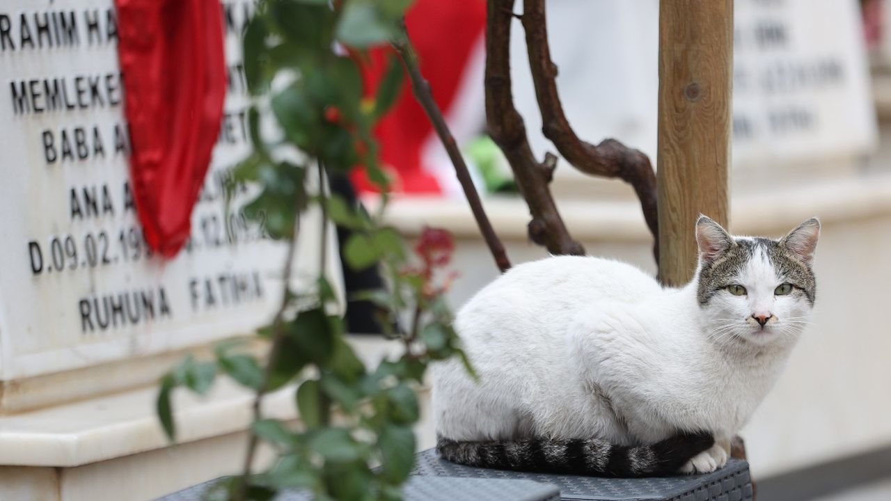 Şehitlikten ayrılmayan kedi acılı ailelere tebessüm ettirdi! 