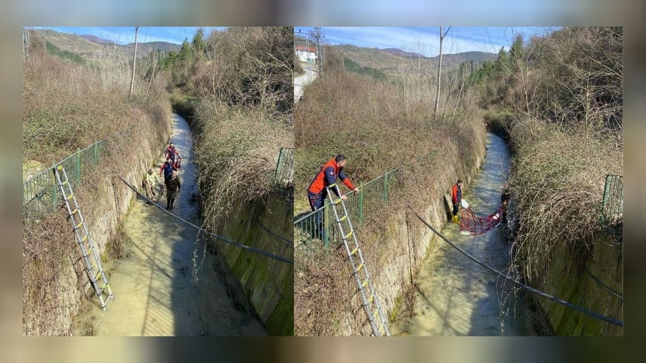 Su kanalına düşen karaca balık ağı ile kurtarılıp tedavi edildi! 