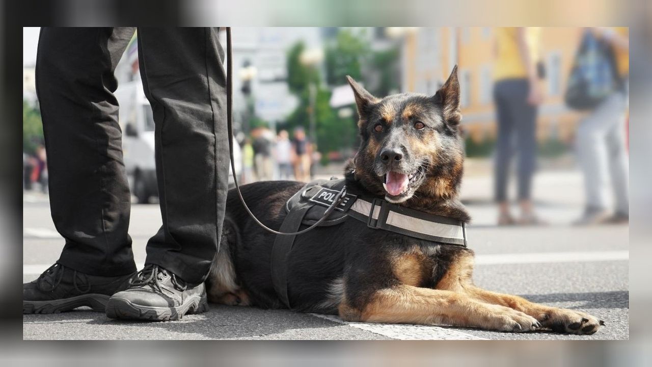 Tekirdağ'da zehirle mücadele! Ekipler 13 şüpheliyi gözaltına aldı 