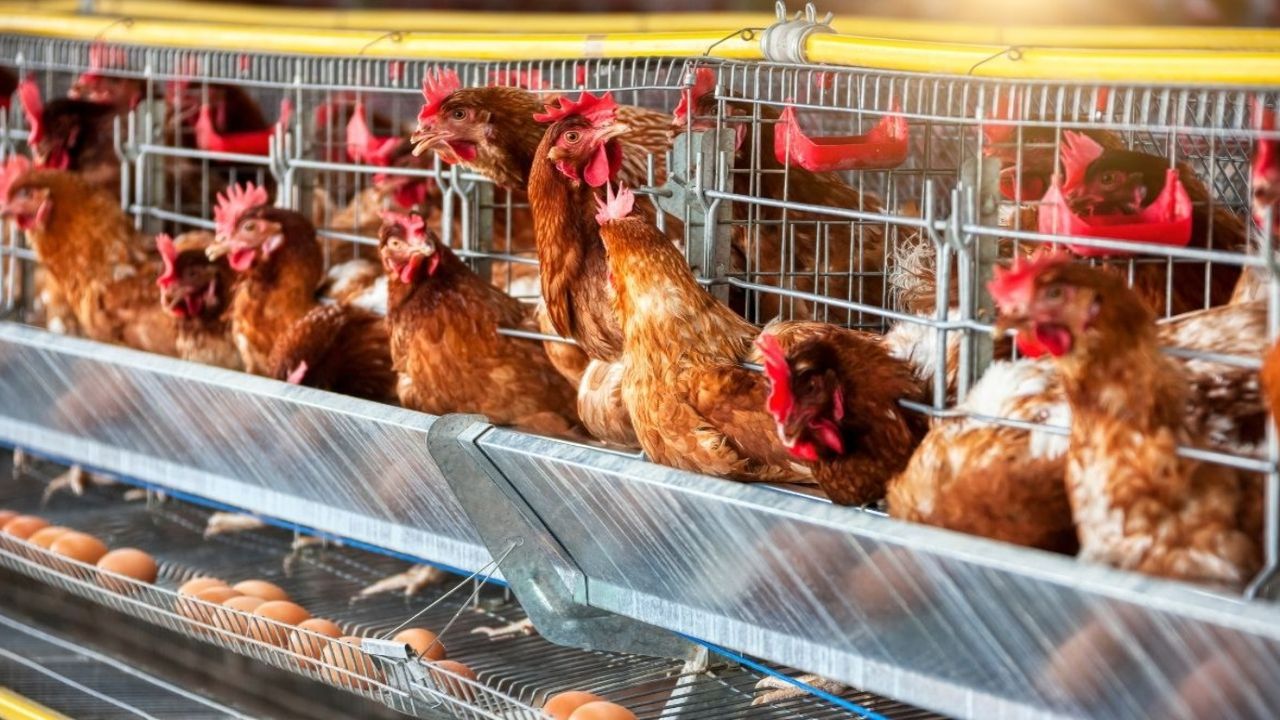 Yumurta fiyatlarında kayışları koparacak zam: Yılın ikinci yarısını bekleyin