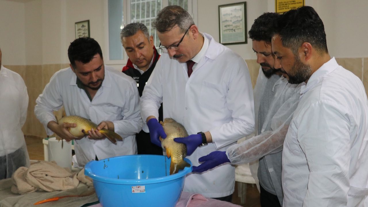 Adana'da sazan üretimi için anaç balıklar sağılmaya başlandı! 