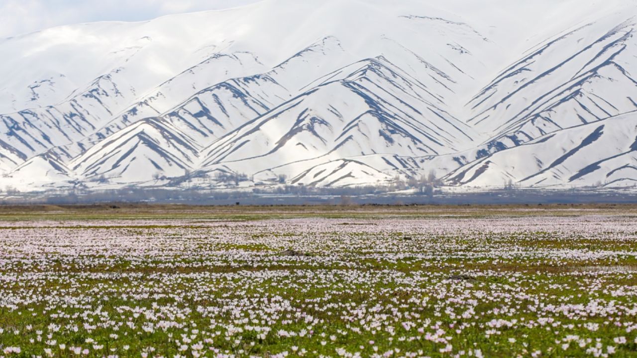 Anadolu'ya bahar geldi! Çiğdemler çiçek açtı, doğa renklendi 