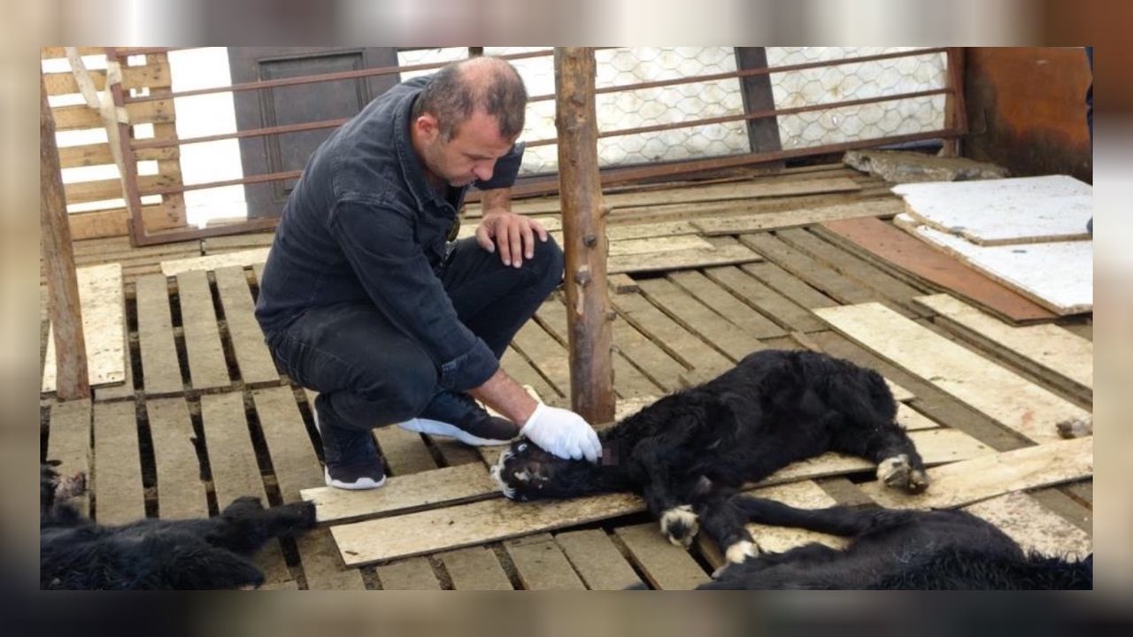 Antalya Manavgat'da 2 köpek 57 oğlağı telef etti! 