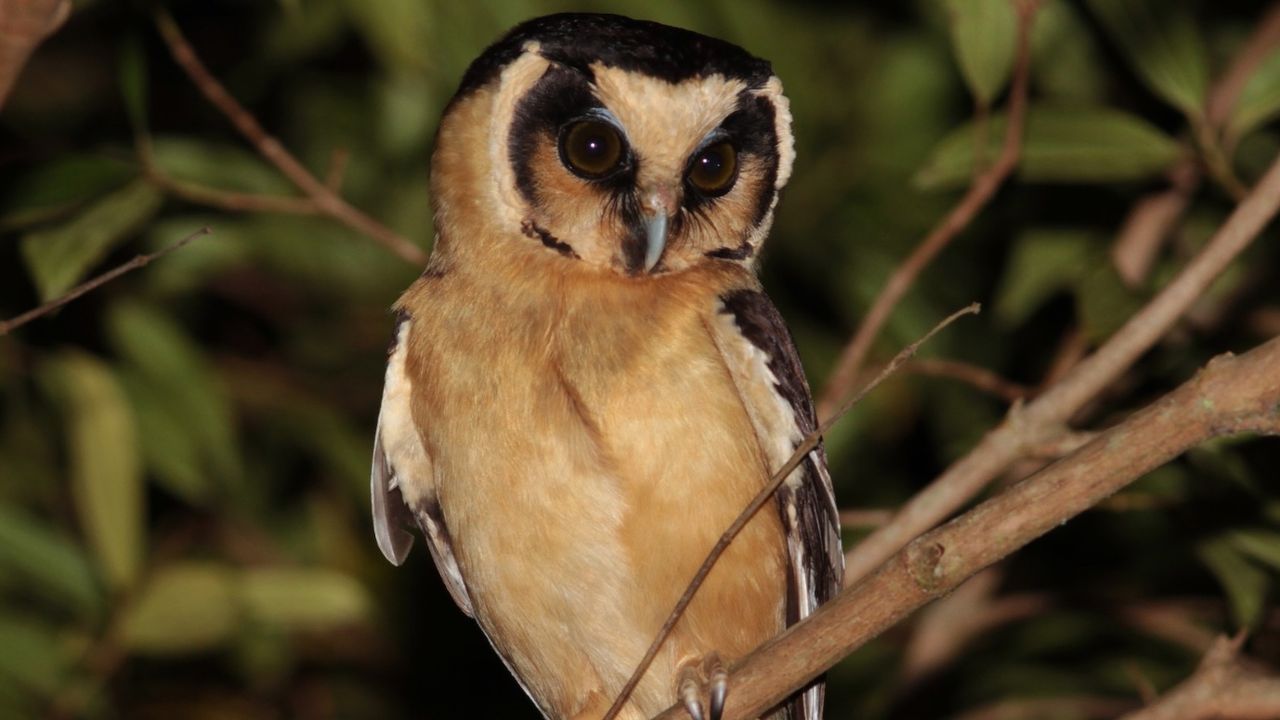 Banka hesabı açtırmak isteyen vatandaş baykuşunu teminat gösterdi! 