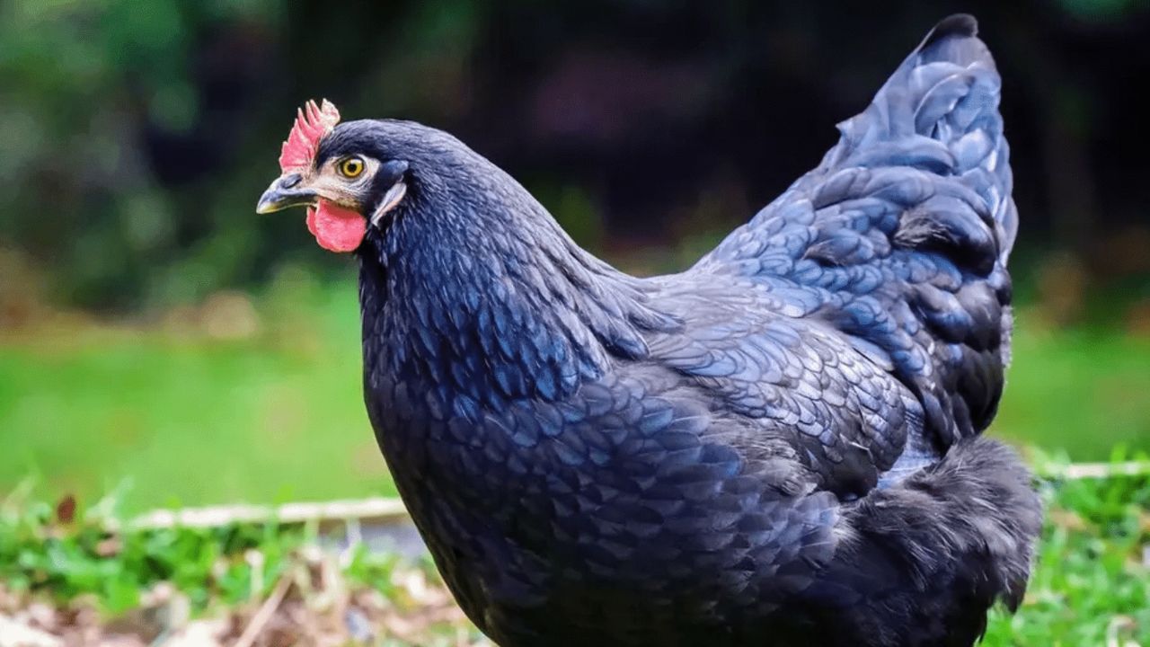 Tavuk etine yıl sonuna kadar ihracat sınırlaması getirildi! 