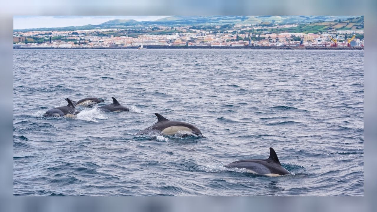Yunuslar Sinop'ta balıkçı teknesiyle yarıştı 