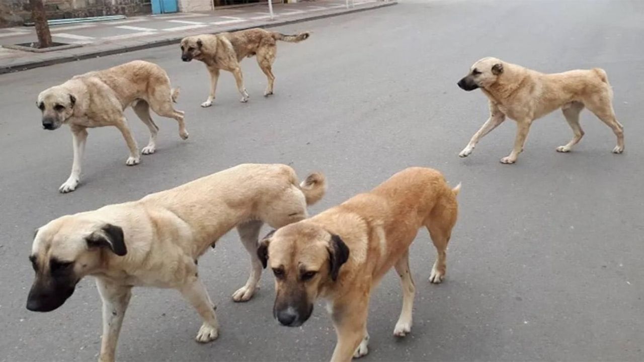  AK Parti'den tartışmalı teklif: Sahipsiz sokak hayvanlarının uyutulması gündemde