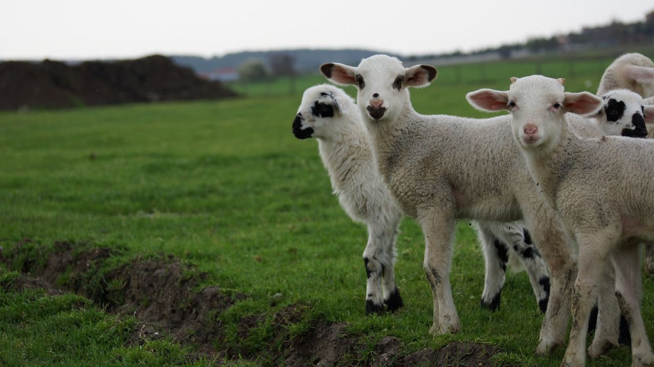 Bakanlık damızlık koyun ve koç alımı yapacak! 