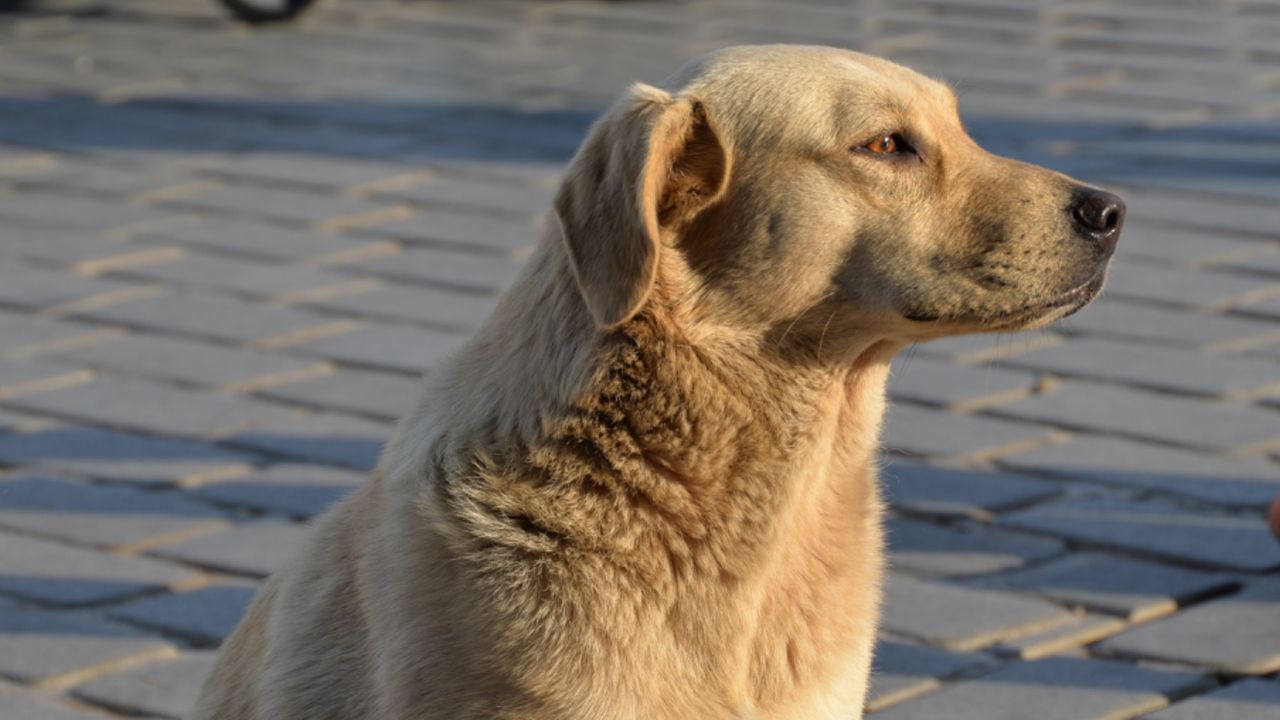 Başıboş sokak köpeği problemi için Kocaeli Valiliği belediyelere yazı gönderdi: İtlaf edilecekler! 