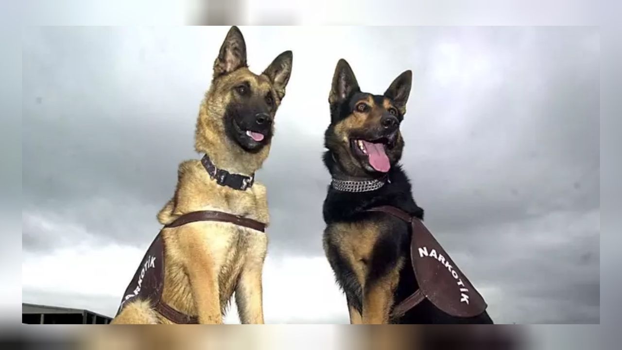 Bingöl’de uyuşturucu avı: Evin kömürlüğünde 1.6 kilo toz esrar bulundu! 