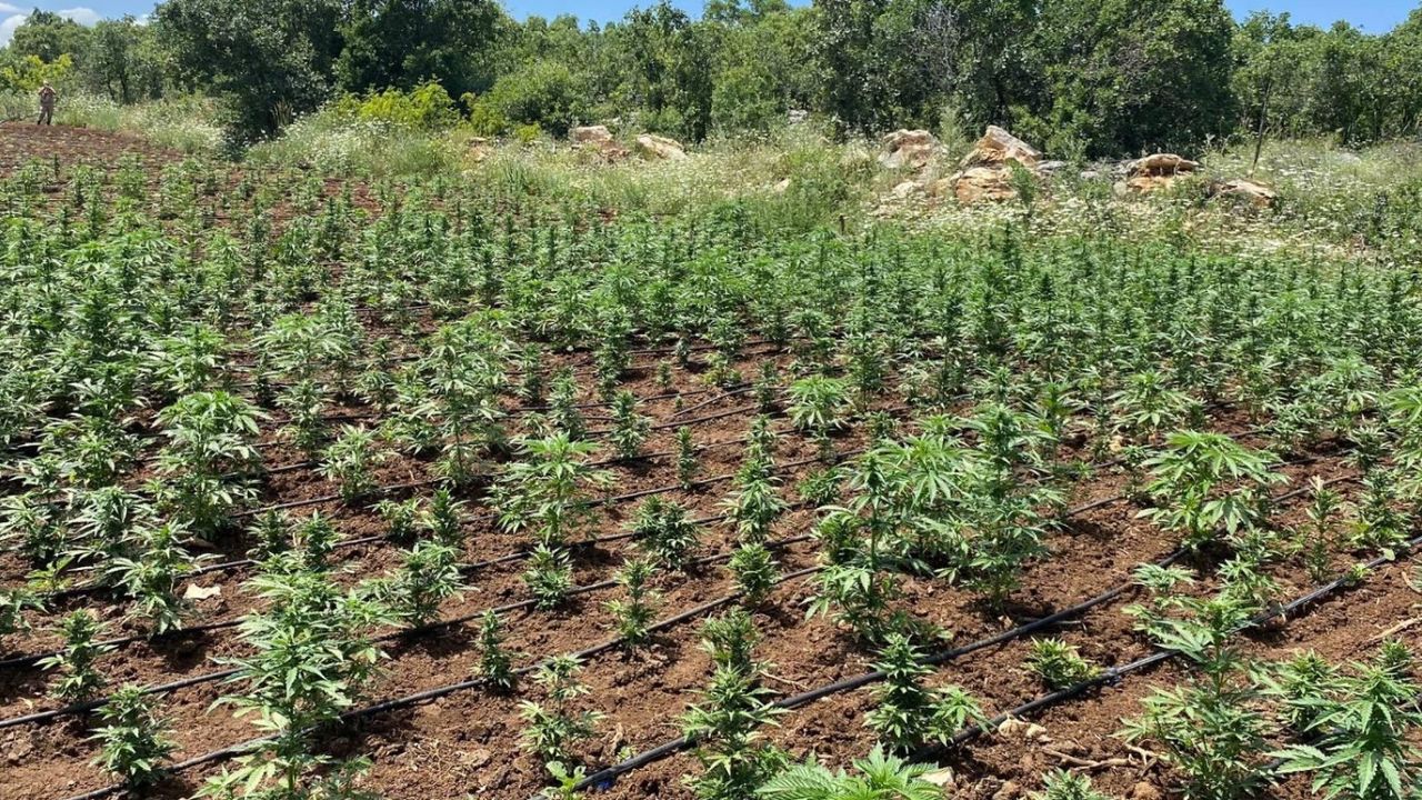 Diyarbakır’da 90 bin kök Hint keneviri ele geçirildi! 