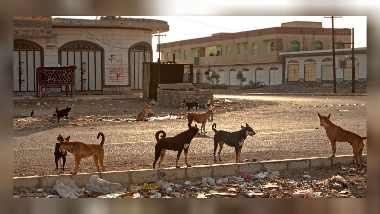 İzmir'deki sokak köpeklerinin sayısı İstanbul'un 4 katına çıktı!