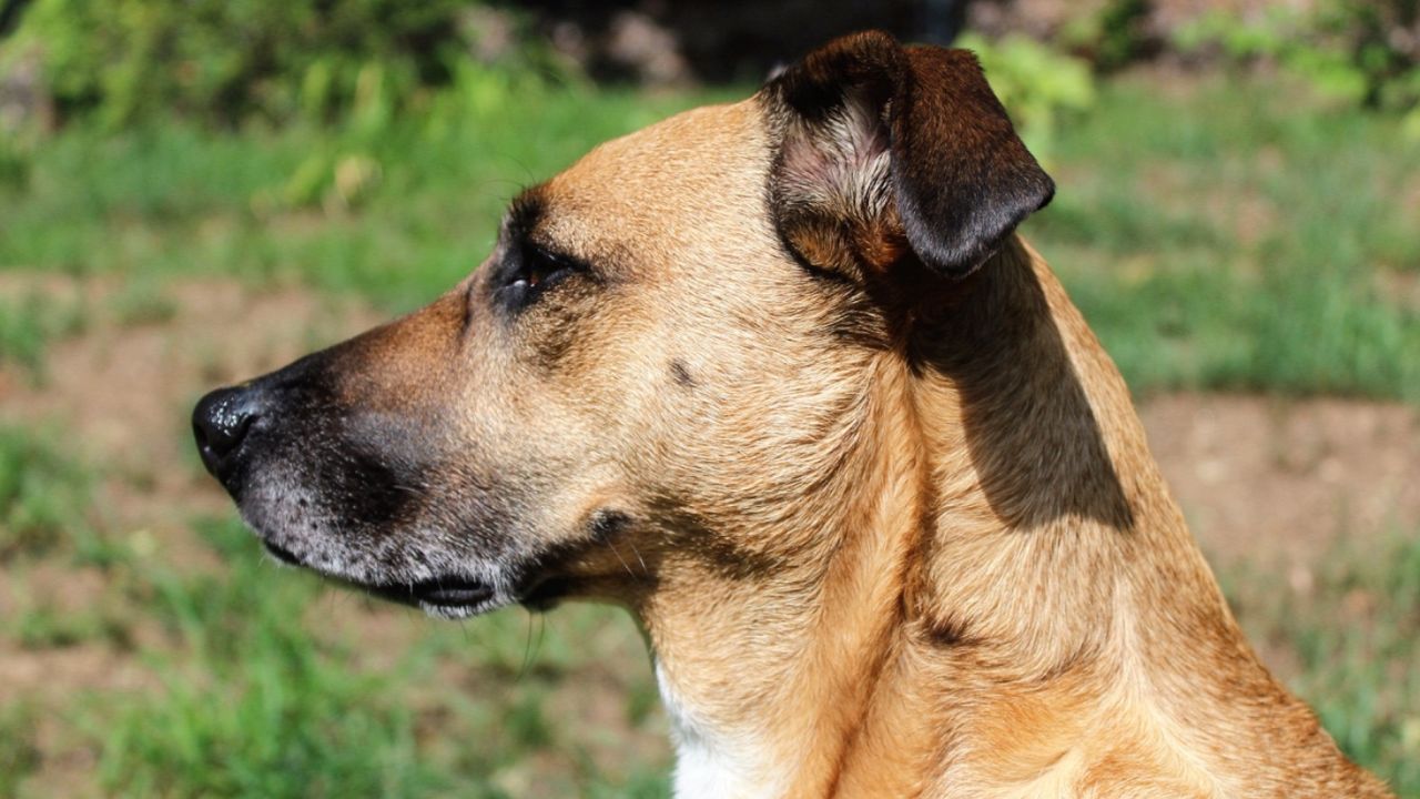 Kocaeli'de sokak köpeklerinin saldırdığı vatandaşın imdadına polis yetişti! 