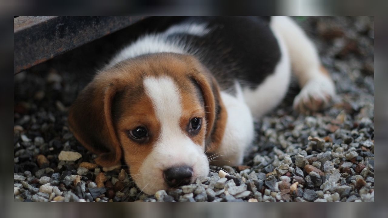 Mahalli tepkili: İzmir Urla'da 10 köpeğin zehirlenerek öldürüldüğü öğrenildi! 