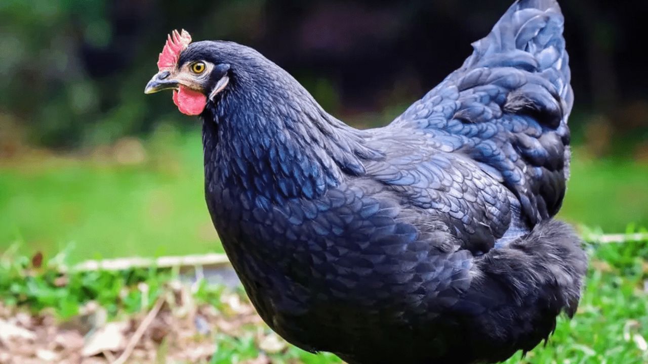 Mersin'de bir Suriyeli tavuğa tecavüz ederken yakalandı: Tutuklandı! 