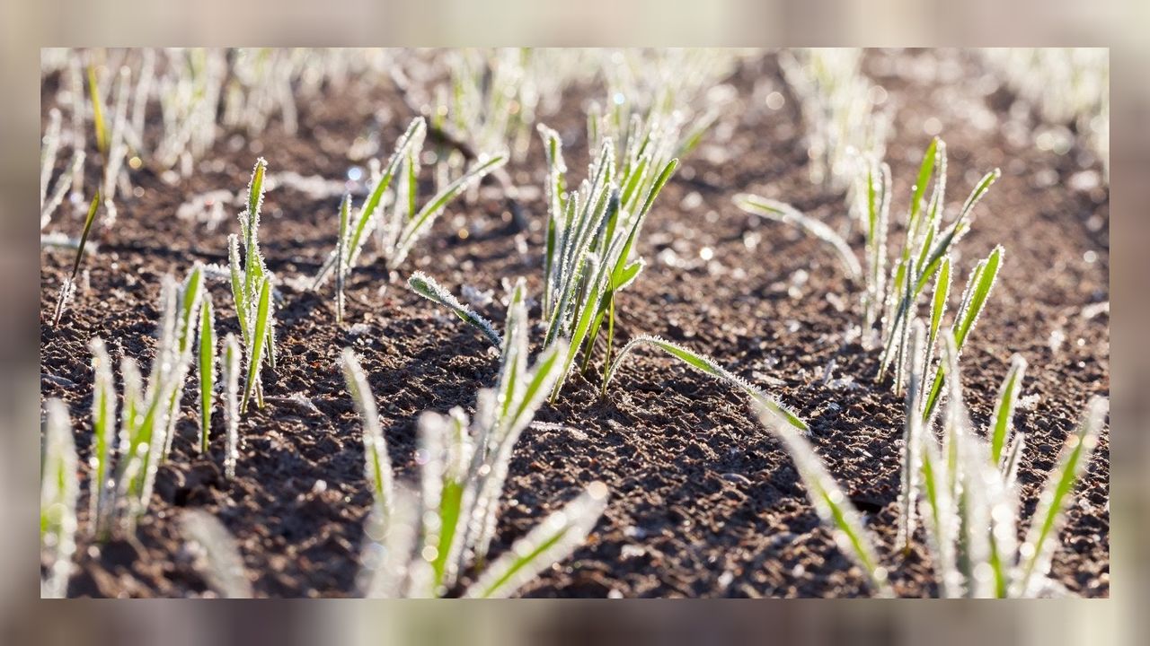 MGM uyarı yayımladı! Zirai don bekleniyor, çiftçiler dikkatli olsun 