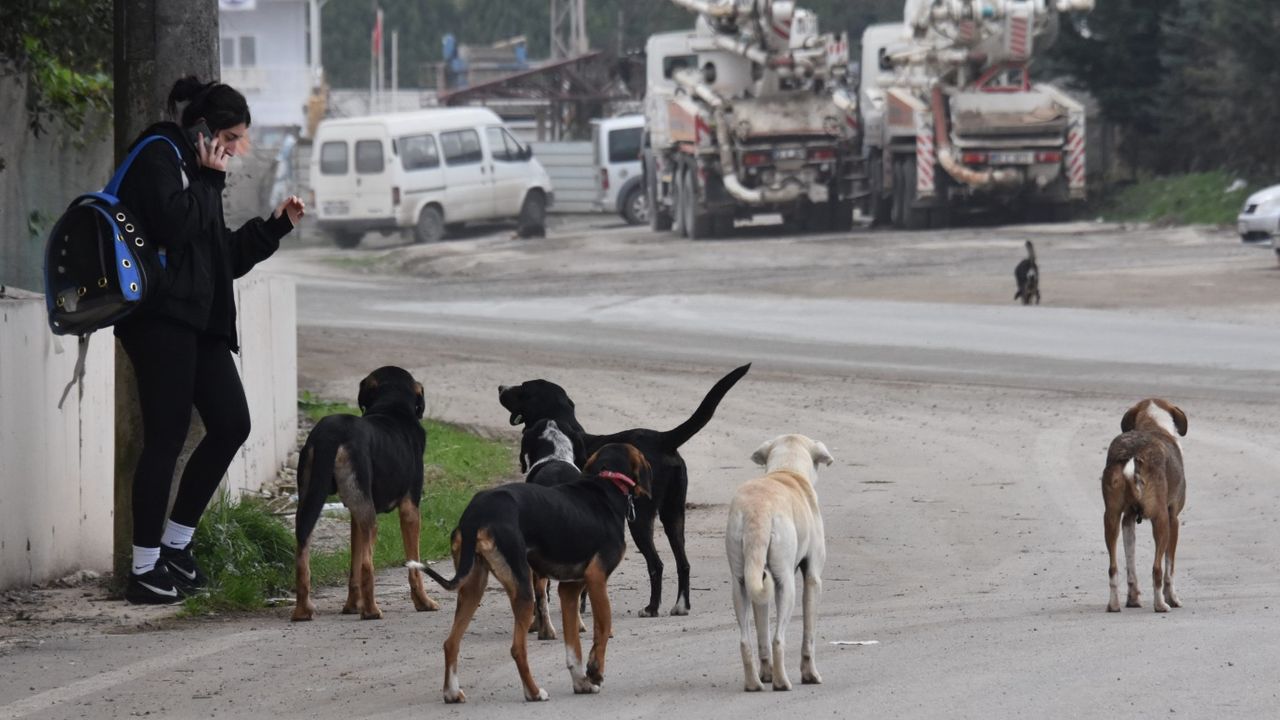 Sahipsiz köpeklerin saldırdığı yaşlı kadın hayatını kaybetti! 