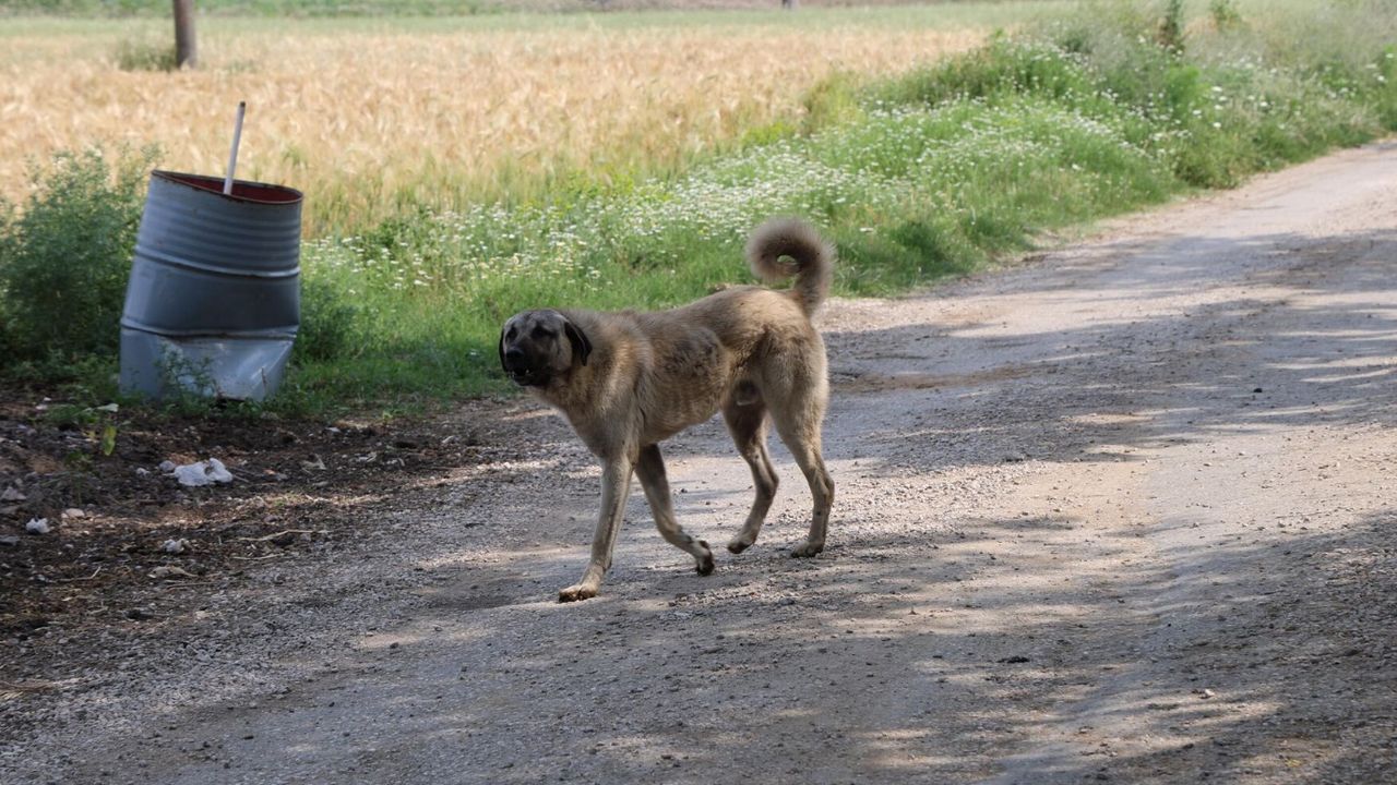 Turizmde köpek problemi: TÜRÇEV mavi bayrakların geri alınabilecek 