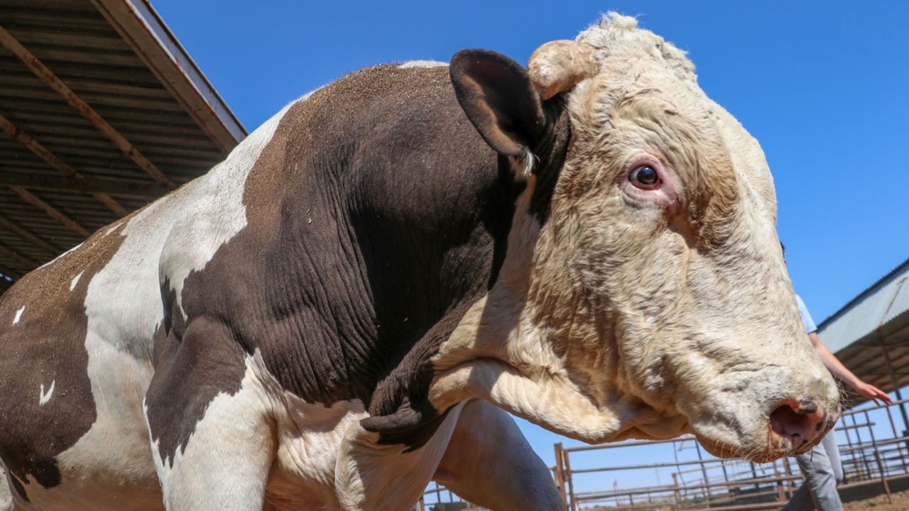 1300 kiloluk Fıstık isimli boğa alıcısını bekliyor! 