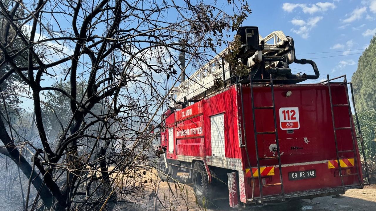 Aydın’da yangın! 40 dekarlık zeytinlik alan zarar gördü 