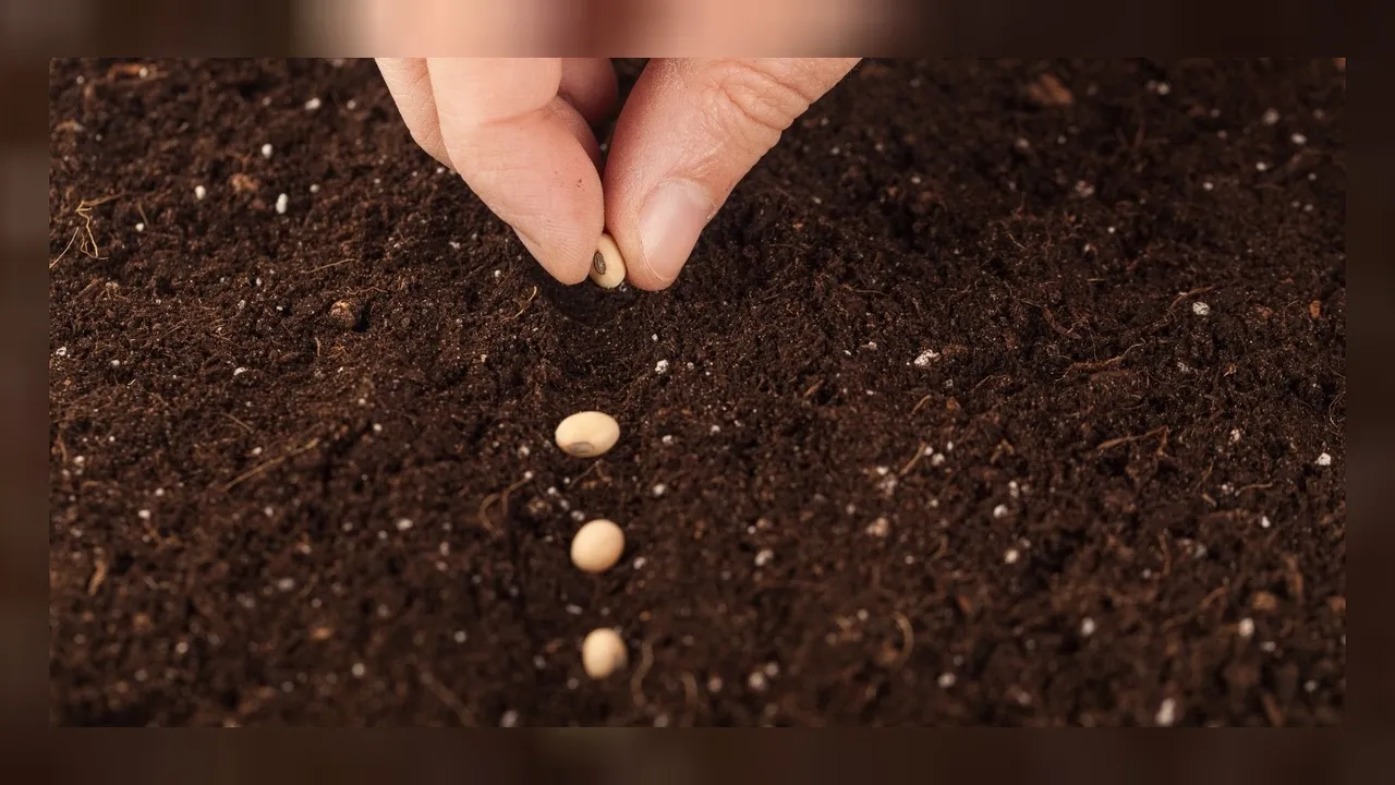 Dünya Tohumculuk Kongresi'nin 2025 yılında İstanbul'da yapılacağı duyuruldu! 