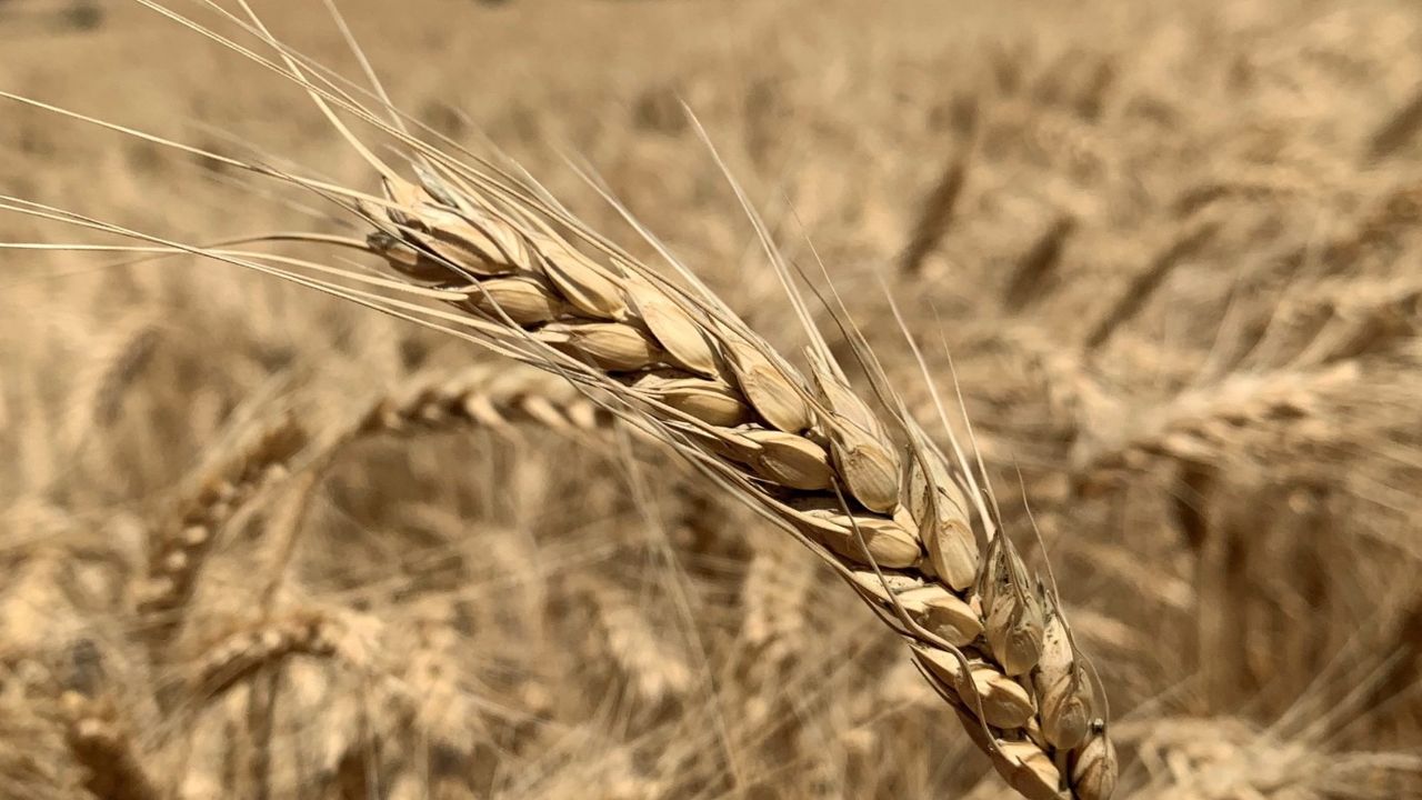 Edirneli çiftçiler buğday hasadına başladı! 