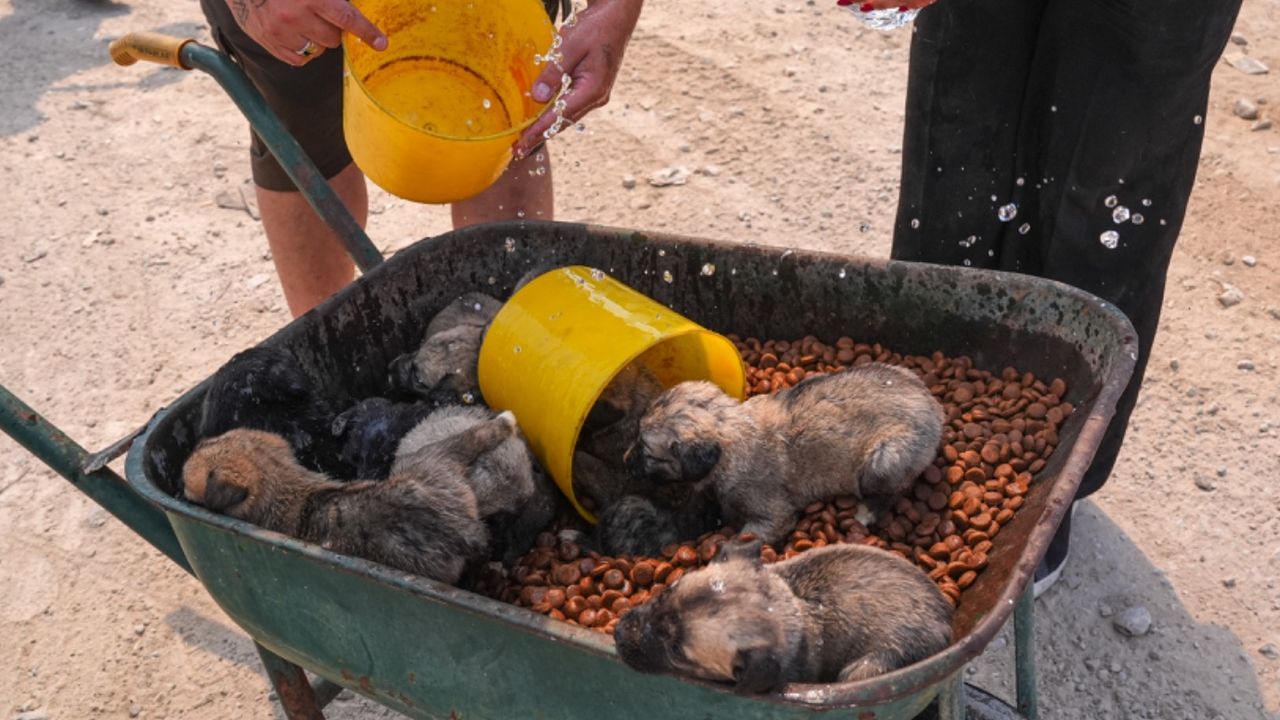 İzmir'de yangın! Can Dostlar yerleşkesindeki hayvanlar tahliye ediliyor! 