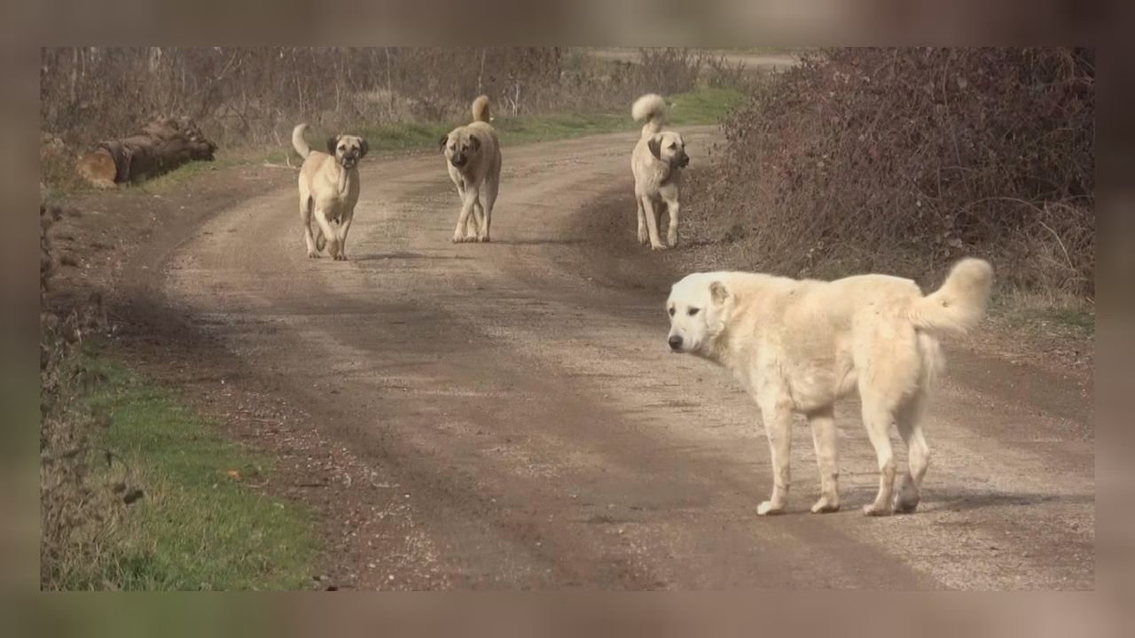 Konya'da sahipsiz köpekler 2 vatandaşı yaraladı! 