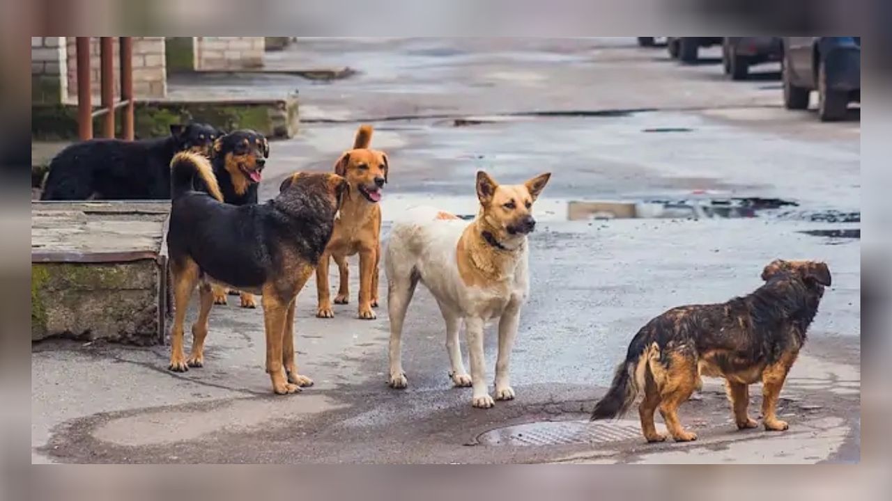 Kuduz köpekleri Ankara’ya taşıyan 2 şüpheliden 1’i tutuklandı! 