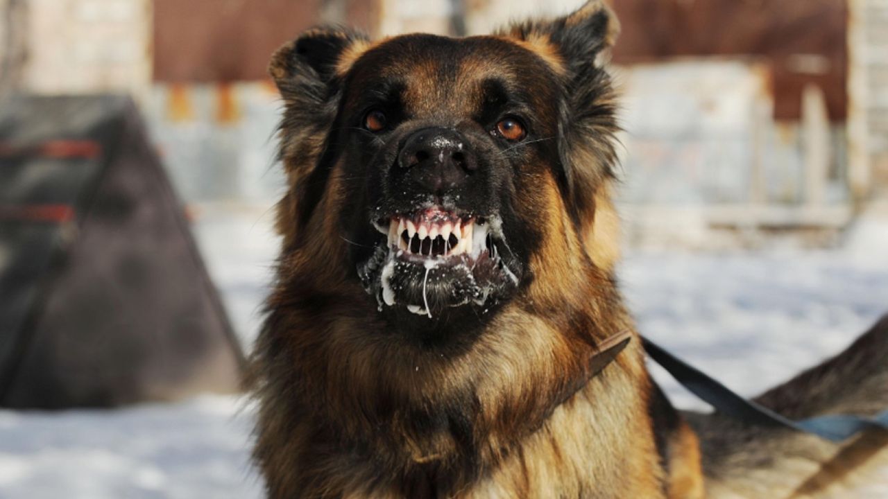 Kuduz teşhisi konulan köpekleri Ankara'ya götüren 2 şahıs gözaltında! 