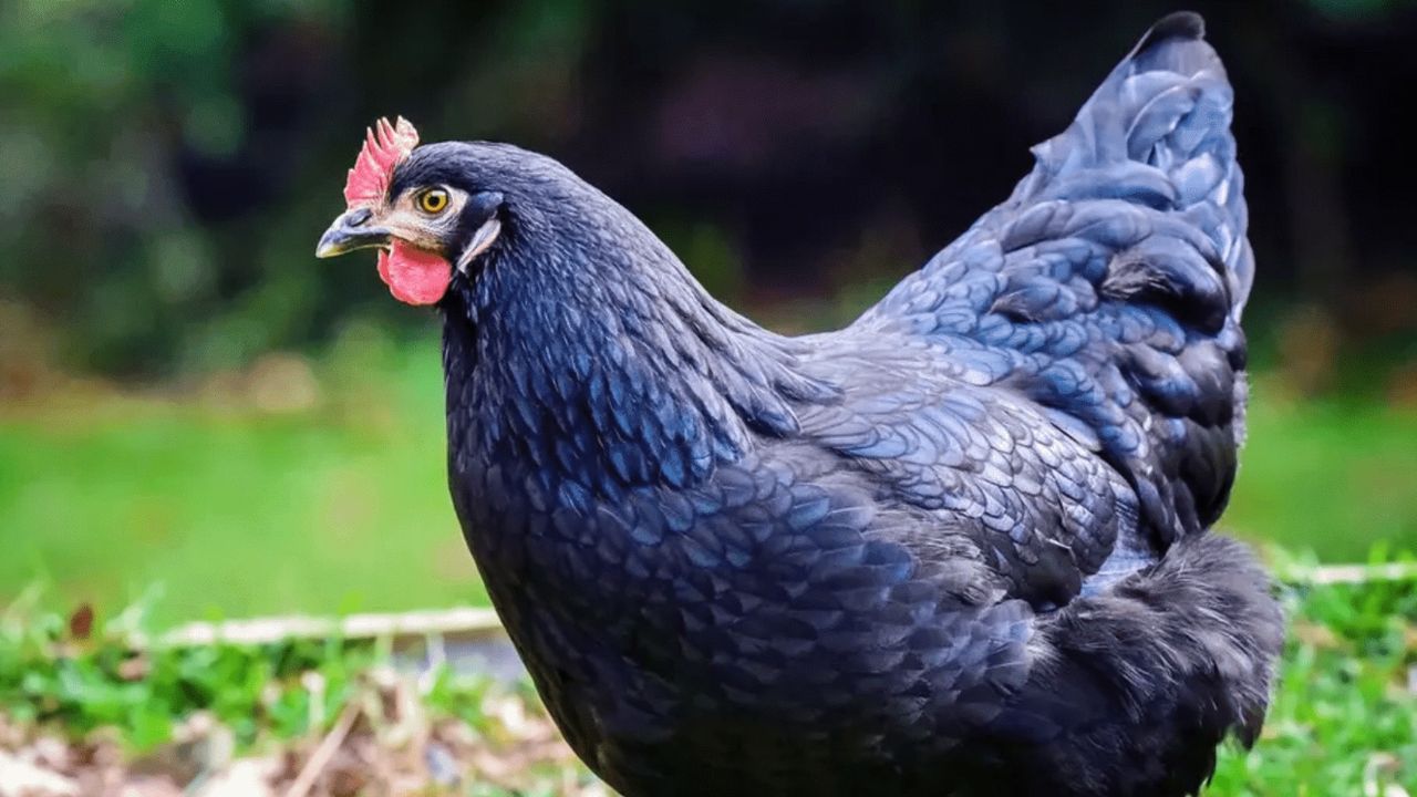 Şanlıurfa’da etiketsiz ve şoklanmış halde 10 ton tavuk ele geçirildi! 