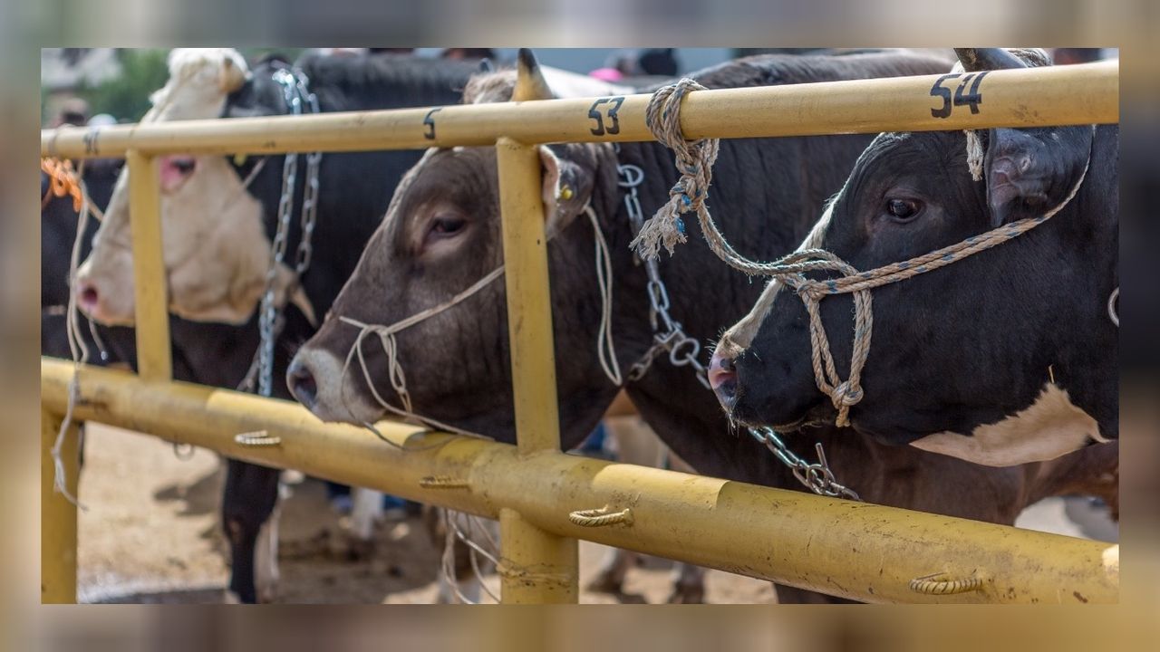 Satılmayan kurbanlıkları bakanlığın kurumu satın alacak! 