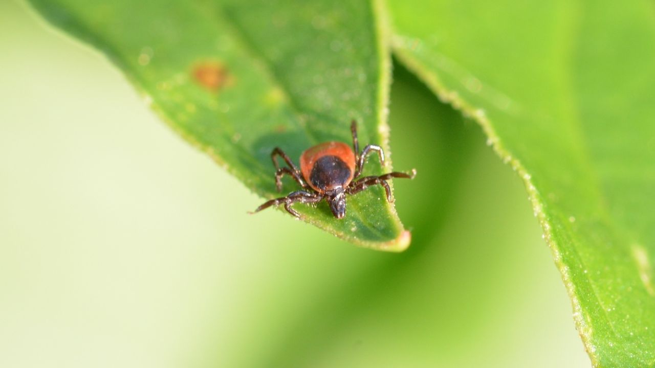 Sivas'ta KKKA korkusu! Tedavi altındaki Afgan çoban hayatını kaybetti