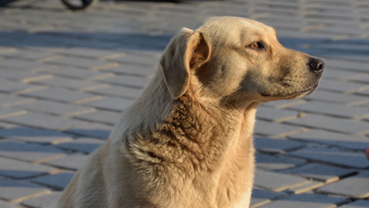 11 yaşındaki çocuk beslediği sokak köpeği tarafından ısırıldı 