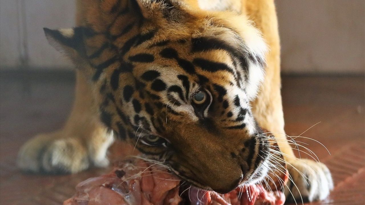 Antalya'da Kaplanlar İçin Etli Pasta İle Kutlandı