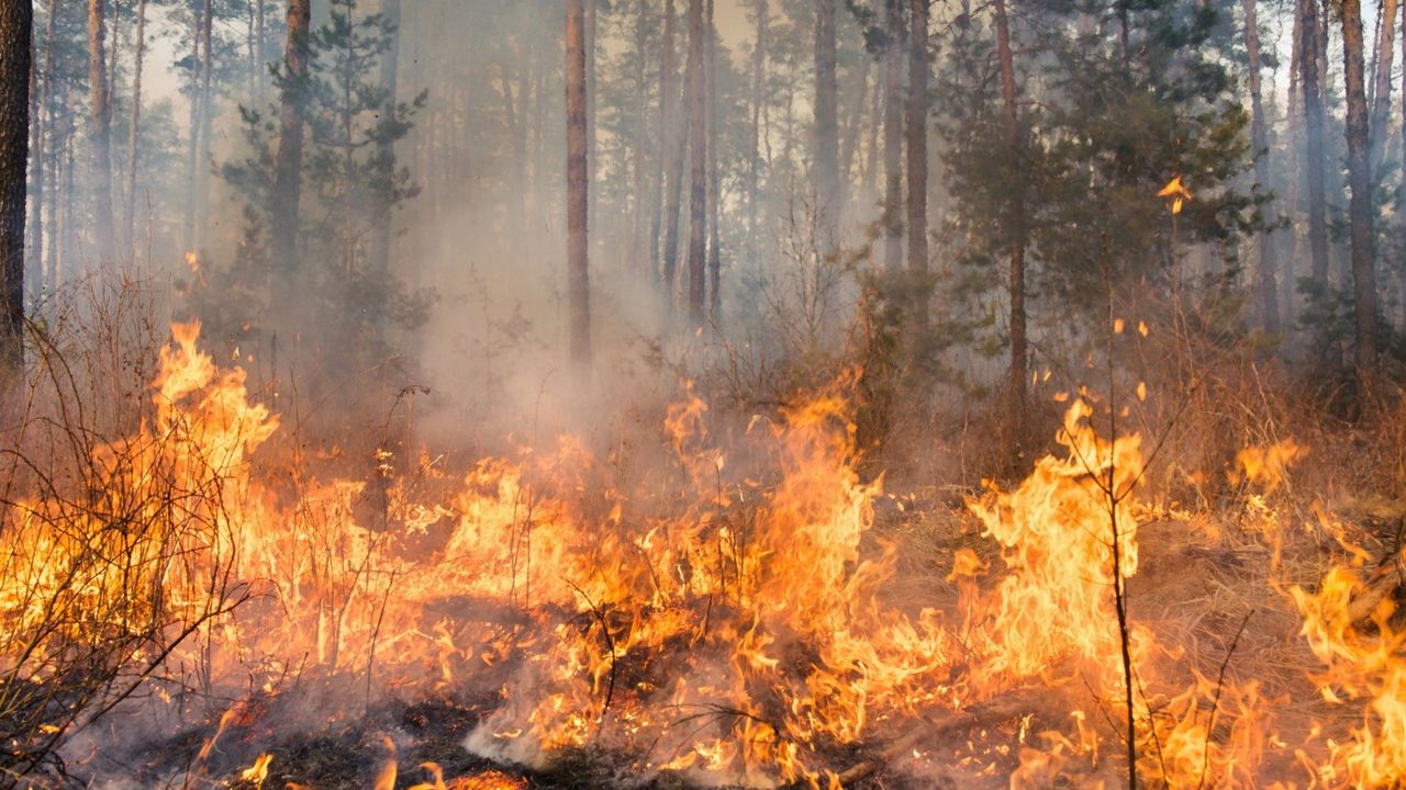 Balıkesir Ayvalık’ta çıkan yangın kontrol altına alındı 